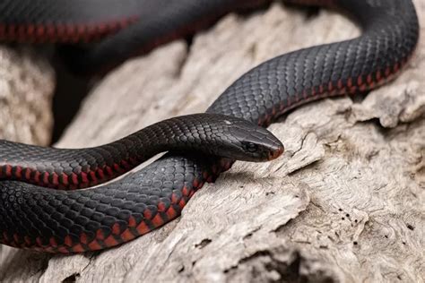 Pertanda Ular Hitam Kecil Masuk Rumah Siang Hari Menurut Primbon Jawa