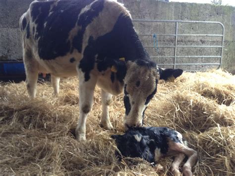 Cow Calf Contact Is Leaving Calves With Dairy Cows An Option