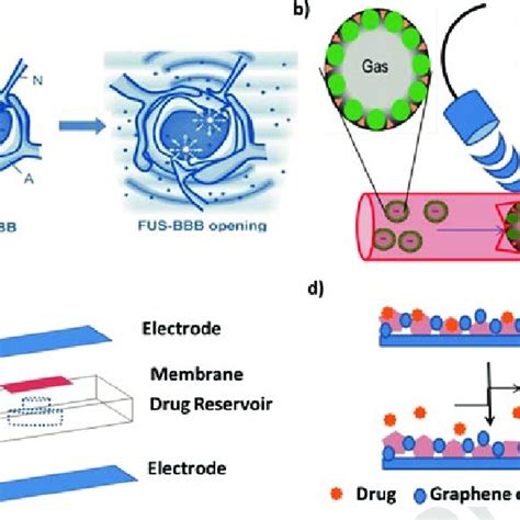 4 A Focused Ultrasound For Blood Brain Barrier Opening B