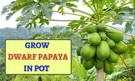 गमले में ड्वार्फ पपीता कैसे उगाएं How To Grow Dwarf Papaya Tree In