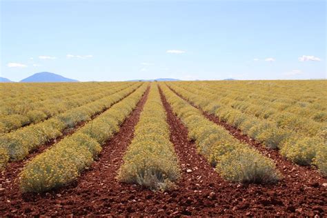 Desde Aix En Provence Experiencia De La Lavanda Y Gargantas Del Verdon