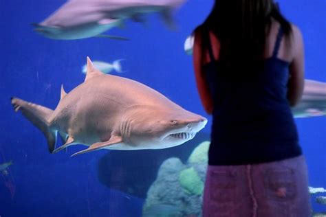 Sand Shark at Downtown Denver Aquarium, USA - Shark Photo