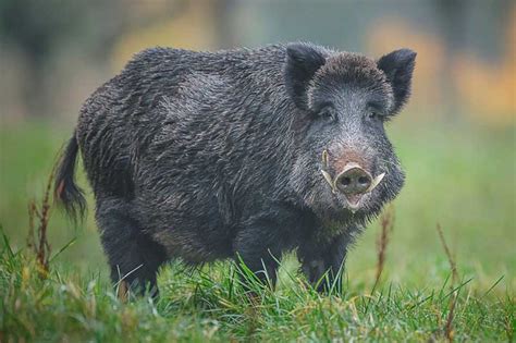 Pin de federica gallina en war boar | Jabali, Animales, Venado