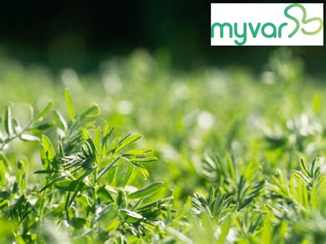 Choisir Sa Variété De Lentille Avec Myvar® Terres Inovia