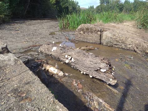 Centenas De Peixes Aparecem Mortos No Rio Raba Al Em Mirandela R Dio