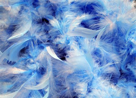 Free Images Bird Wing Wave Frost Smoke Fluffy Blue Feather