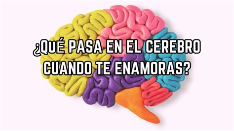 ¿qué Pasa En El Cerebro Cuando Nos Enamoramos ¿por Qué Nos Volvemos