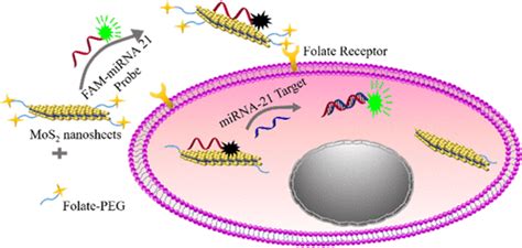 One Step In Situ Detection Of Mirna 21 Expression In Single Cancer