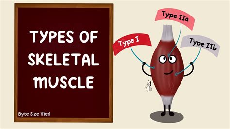 Types Of Skeletal Muscle Fast Twitch Slow Twitch Fibres Type Type