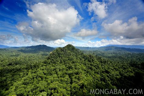 Tropical Rainforest Indonesia Facts