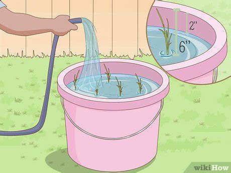 How to Plant Rice Indoors (with Pictures) - wikiHow