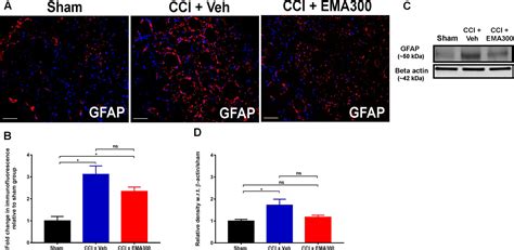 Frontiers Attenuation Of The Infiltration Of Angiotensin Ii