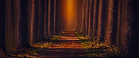 Pathway Wallpaper 4K Autumn Forest Leaves Trees