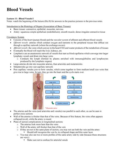 Anat Blood Vessels Notes Blood Vessels Lecture Blood