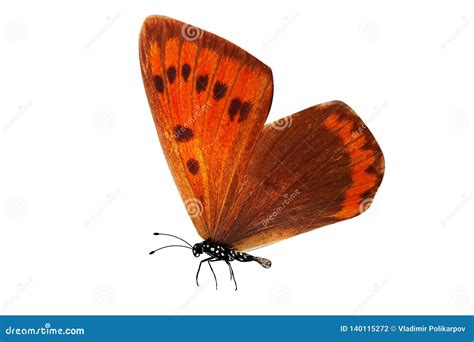 Borboleta Alaranjada Tropical Isolado No Fundo Branco Foto De Stock