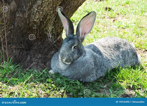 Big Mammal Rabbit Stock Photo Image Of Meadow Green 19916490