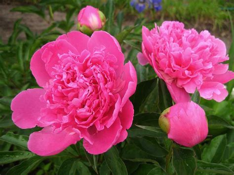 Пион молочноцветковый (paeonia lactiflora): что это значит, посадка и уход