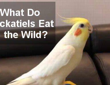 Cockatiel Vs Conure Differences And Benefits CockatielReview