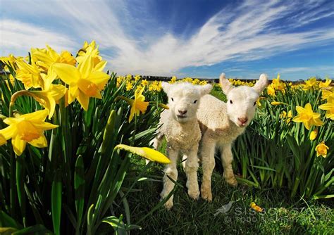 Two Lambs Graze Among A Field Of Daffodils In Spring Otago Lamb Pictures