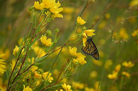 15 Native Plant Garden Design Ideas For Eco Friendly Homes