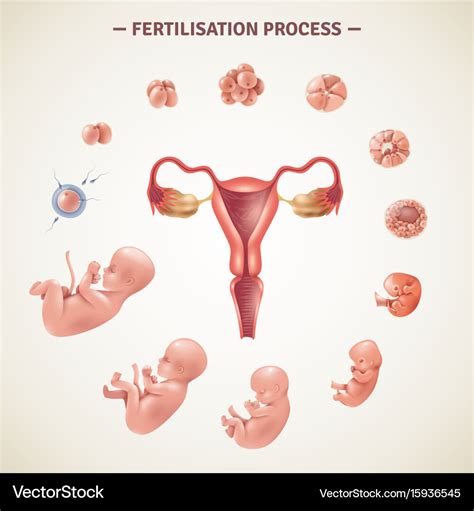 Stages Of Fertilization In Human