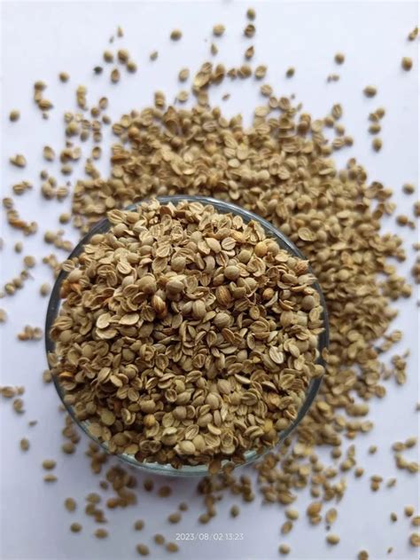 Badami Coriander Seed Latest Price Manufacturers Suppliers