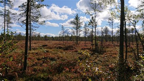 Pedagogisk Planering I Skolbanken Naturkunskap Pedagogisk Planering