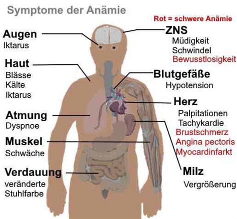 Vitamin B12 Mangel Erkennen Heimtest Schnelltests De