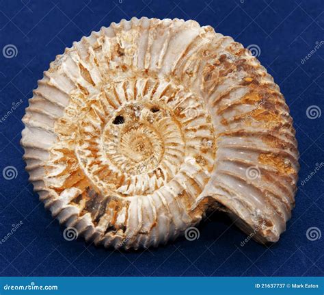 Ammonite Fossil Stock Image Image Of History Antique 21637737