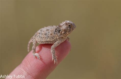 Where Have All The Horny Toads Gone Texas Standard