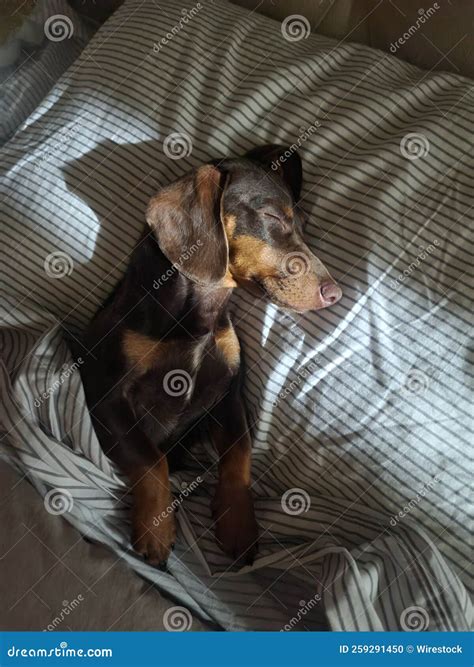 Vertical Closeup of a Dachshund Lying and Sleeping on the Soft Bed Stock Photo - Image of