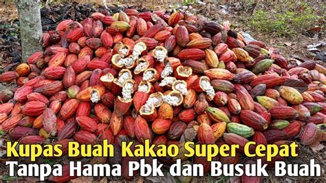 Rahasia Buah Kakao Mulus Tanpa Hama Pbk Dan Busuk Buah Youtube