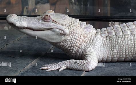 American alligator - Alligator mississippiensis Stock Photo - Alamy