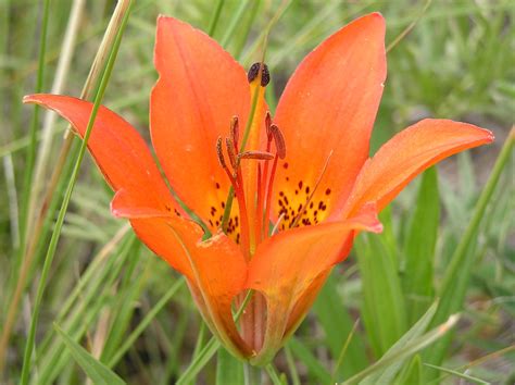 Western Wood Lily I Am Looking Forward To When These Beaut Flickr