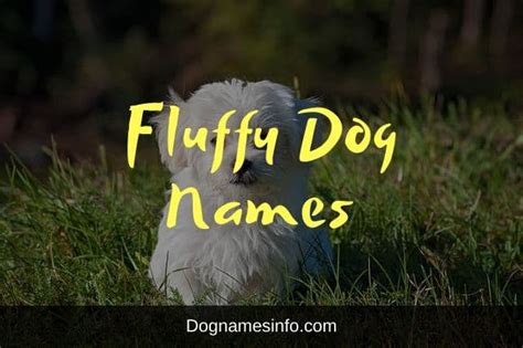 【500+】Cute Fluffy Dog Names 2023