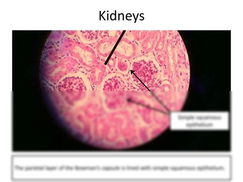 Solution Histology Epithelium Studypool