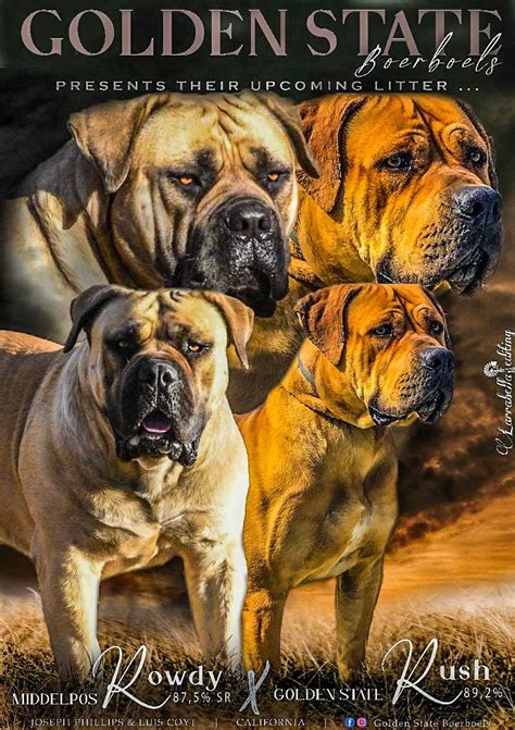 Boerboel Puppies For Sale In California