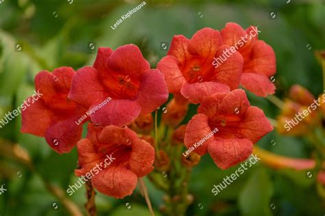 Beautiful Red Flowers Of The Trumpet Vine Or Trumpet Creeper Campsis