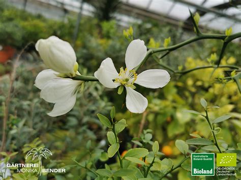 Winterharte Bitterorange | Poncirus trifoliata | Bioland (1l Topf, 2 ...