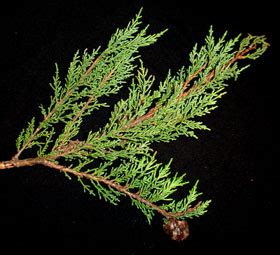 Cupressus Macrocarpa New Zealand Plant Conservation Network