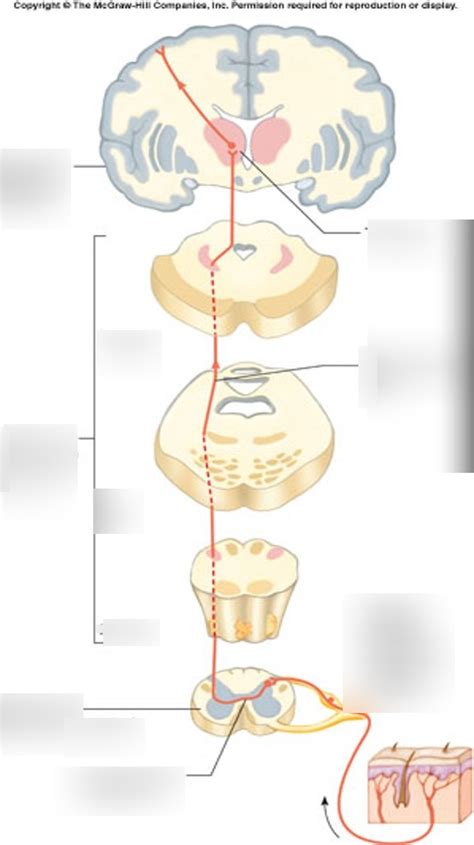 Spinothalamic Tract Diagram Diagram Quizlet