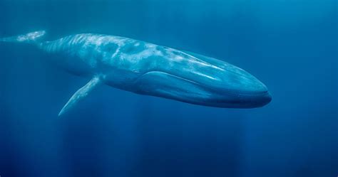 Blue whale, Image credit: David Reichart/SilverbackFilms/BBC | Blue ...