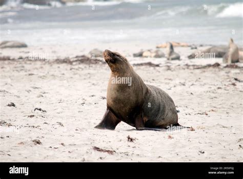 Sea lions are characterized by external ear flaps, long fore flippers, and a big chest and belly ...