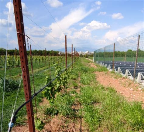 Irrigazione A Goccia Fotovoltaica In Vigneto Irrigazione Veneta