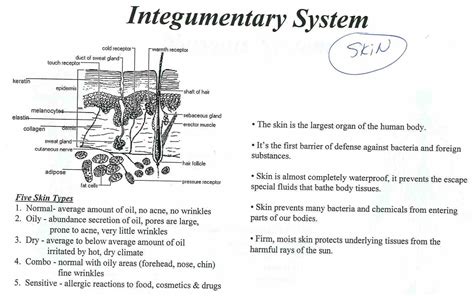 Integumentary System Functions And Organs