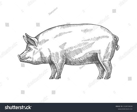 Sketch Pig Vector Vintage Illustration Hand Stock Vector (Royalty Free ...