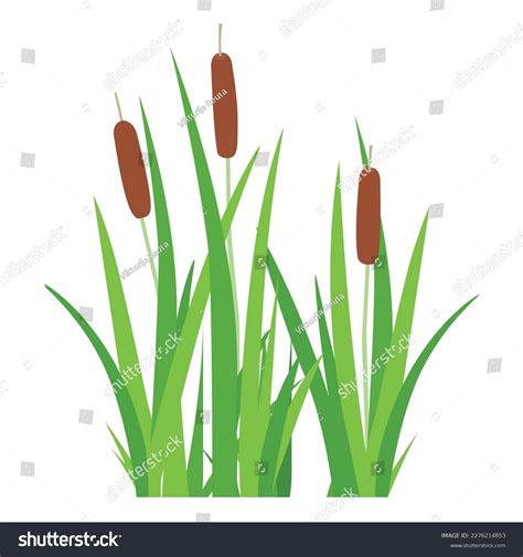 Bulrush Cattail Cane Reedmace Plant Simple Stock Vector (Royalty Free