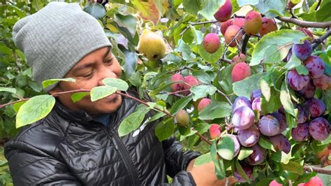 Libreng Harvest Ng Prutas Sa Kapitbahay Plums Prunes Pears