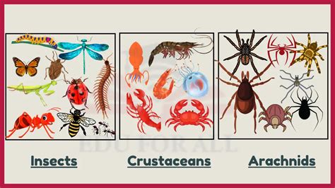 14 Examples of Invertebrates