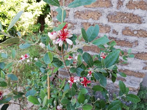 Feijoa Come Coltivare Questa Pianta Da Frutto Nel Vostro Giardino